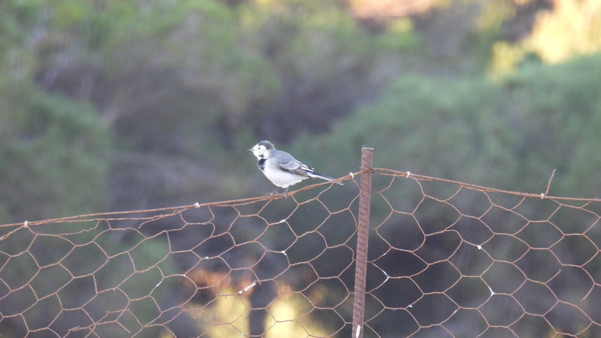 White Wagtail - ML646247722
