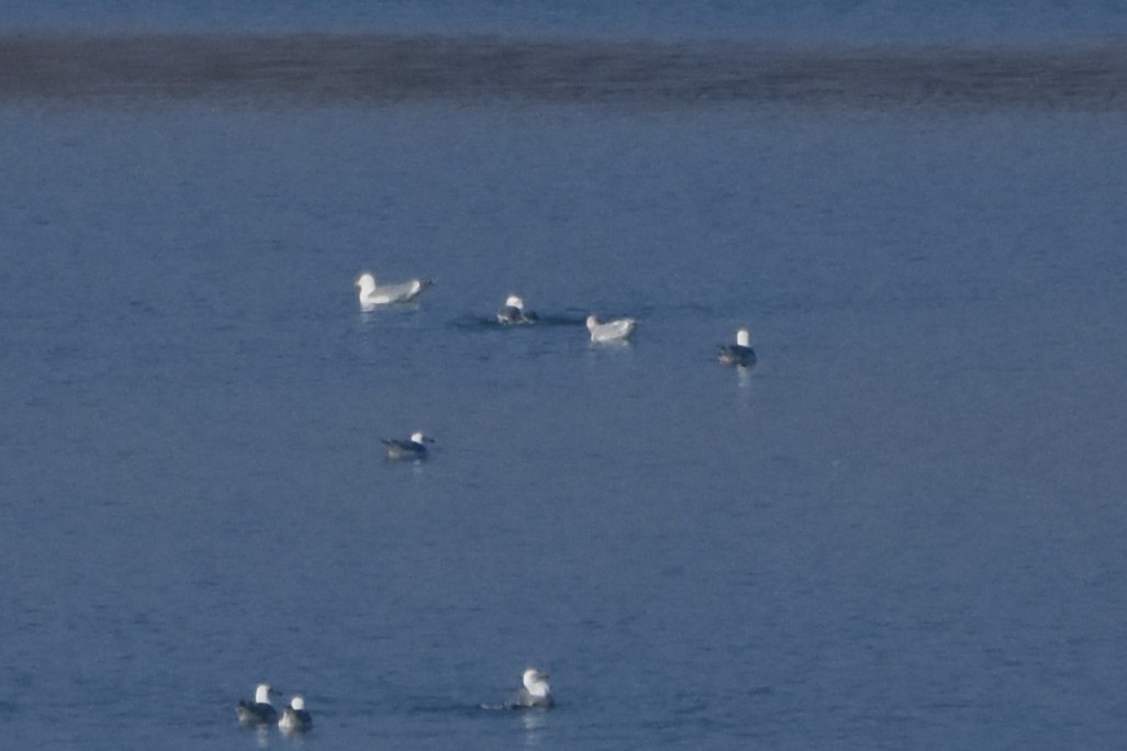 Gabbiano reale nordico - ML646247723