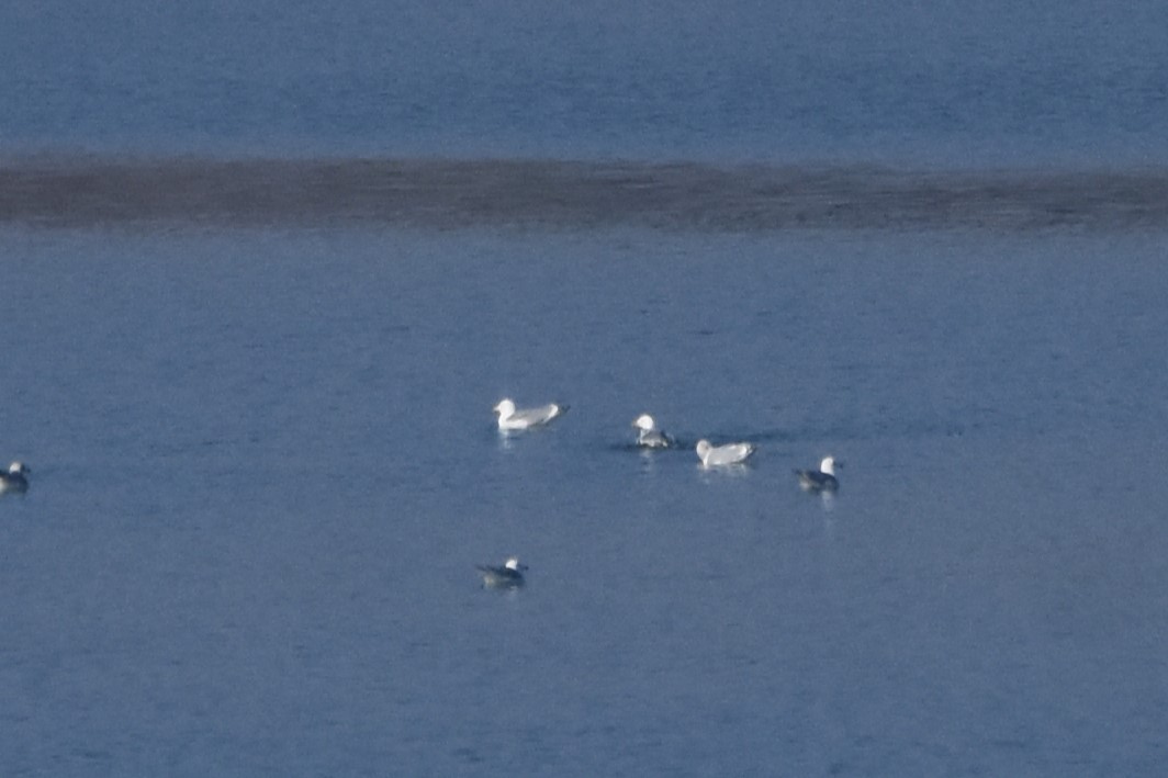 Gabbiano reale nordico - ML646247724