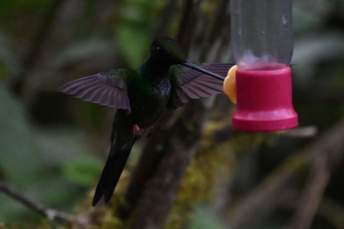 Sword-billed Hummingbird - ML646247725