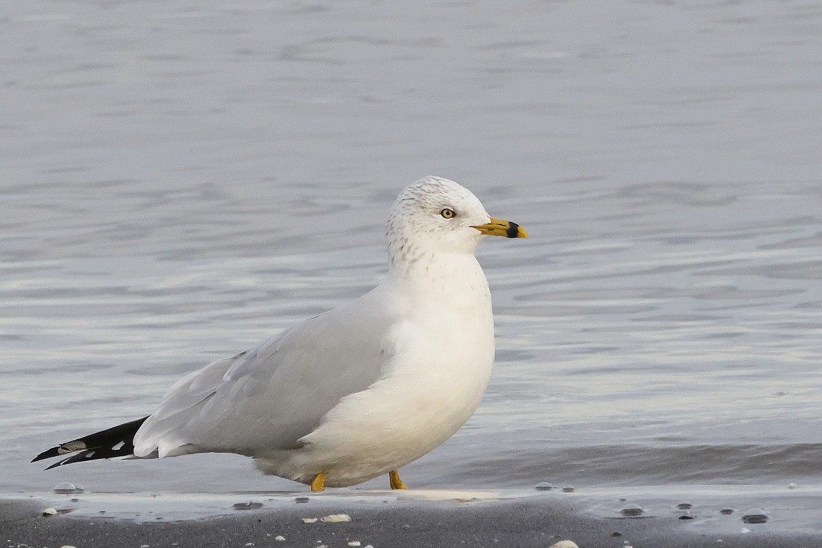 Ring-billed Gull - ML646247727