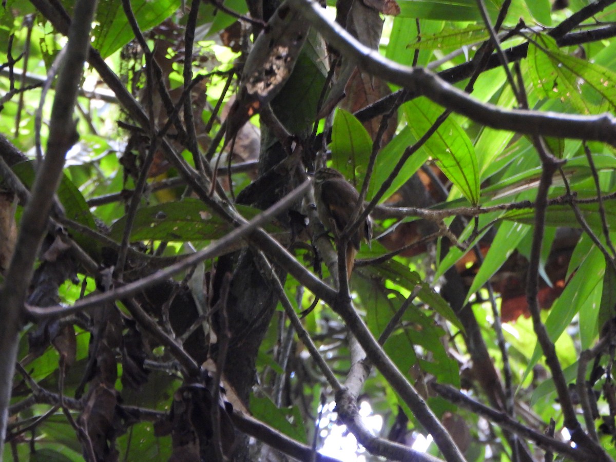 Amazonian Plain-Xenops - ML646247728