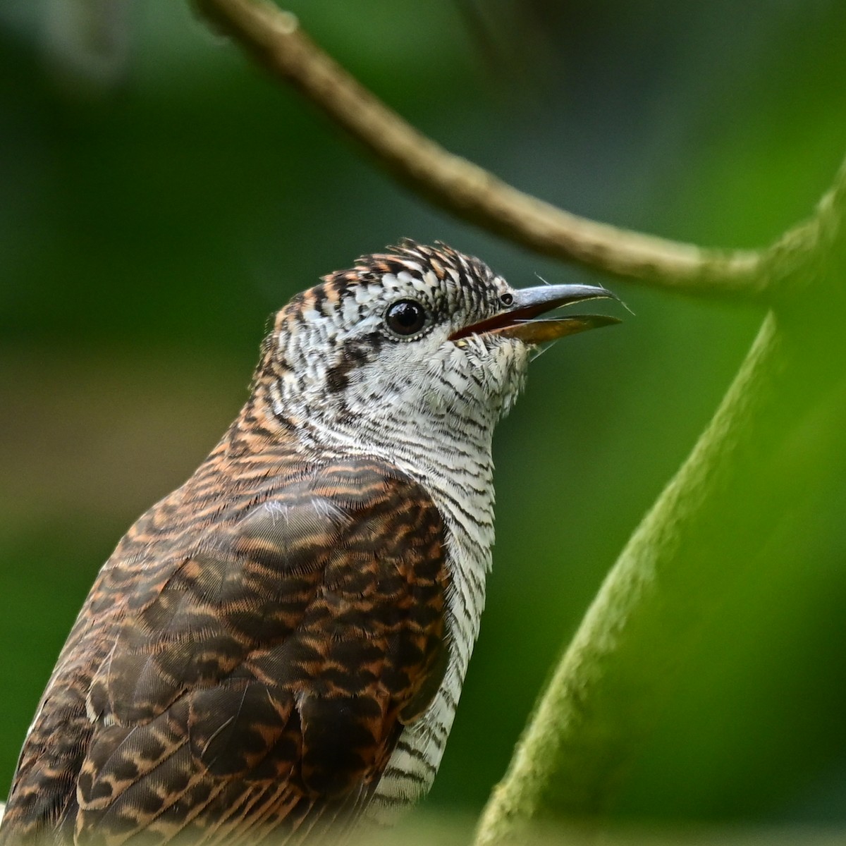 Banded Bay Cuckoo - ML646247732