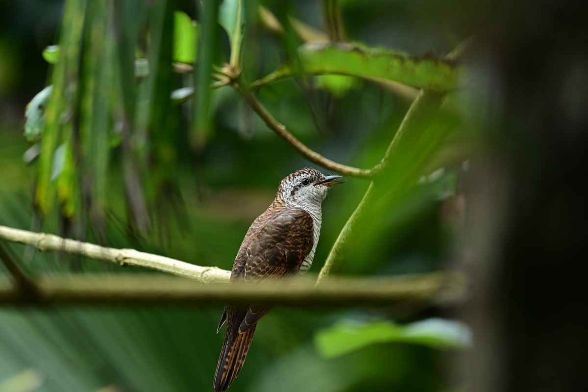 Banded Bay Cuckoo - ML646247733