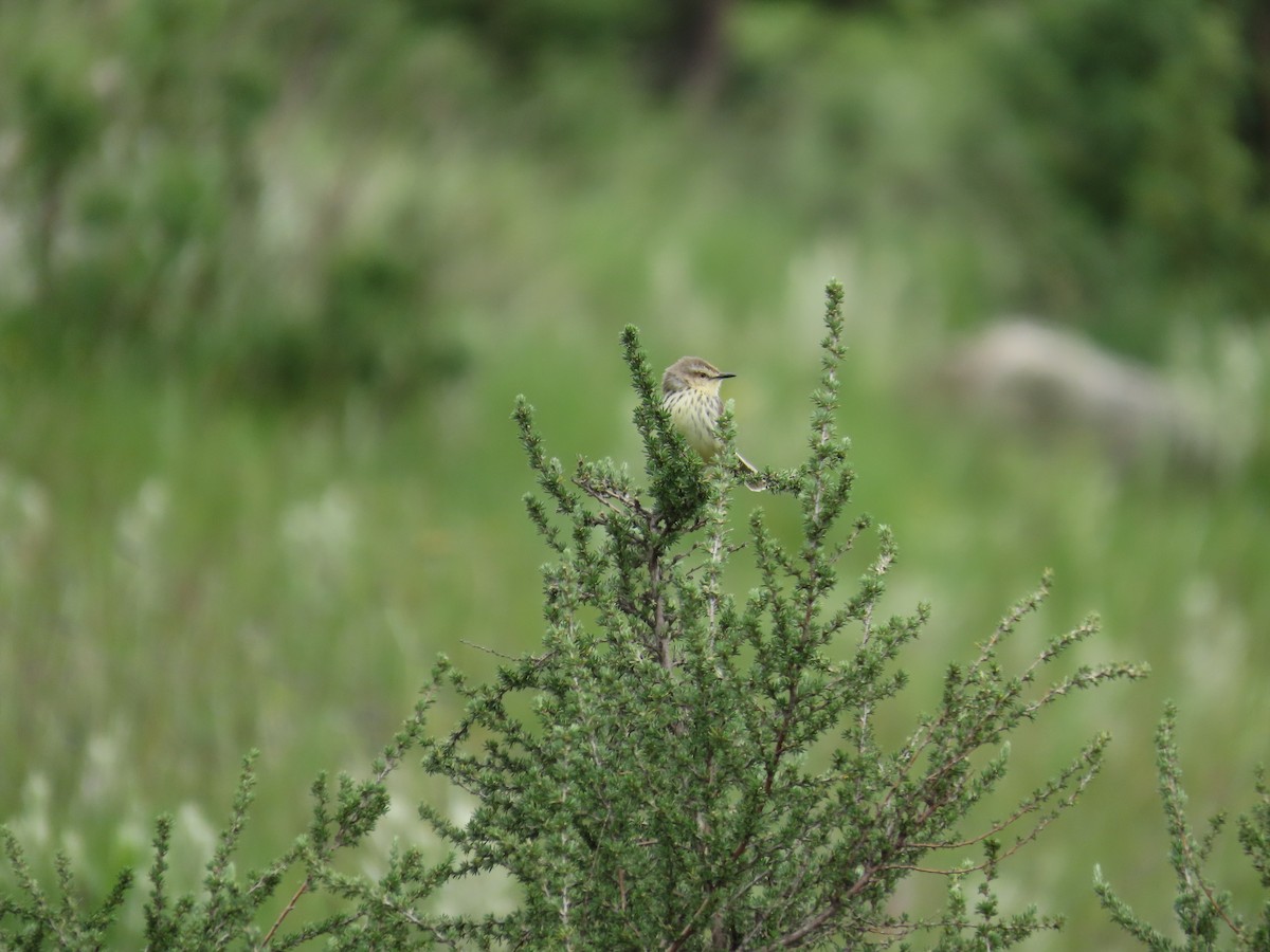 Drakensberg Prinia - ML646247734