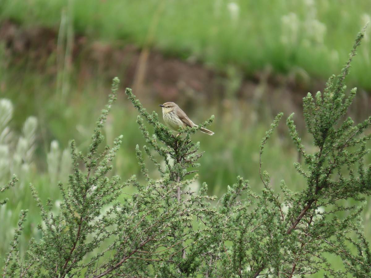 Drakensberg Prinia - ML646247735