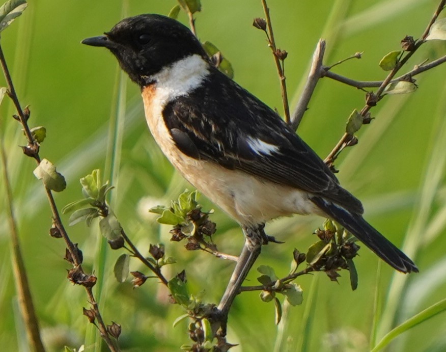 Siberian Stonechat - ML646247736