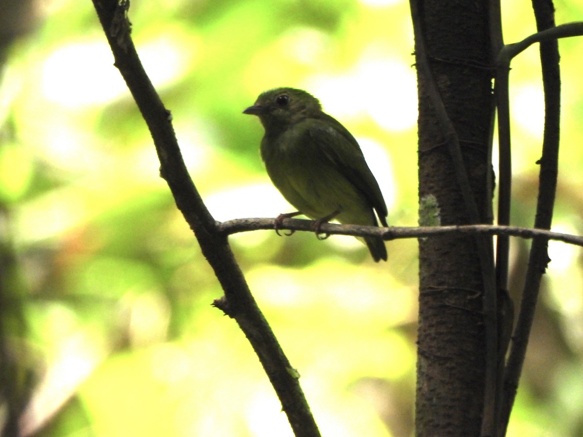Blue-capped Manakin - ML646247740
