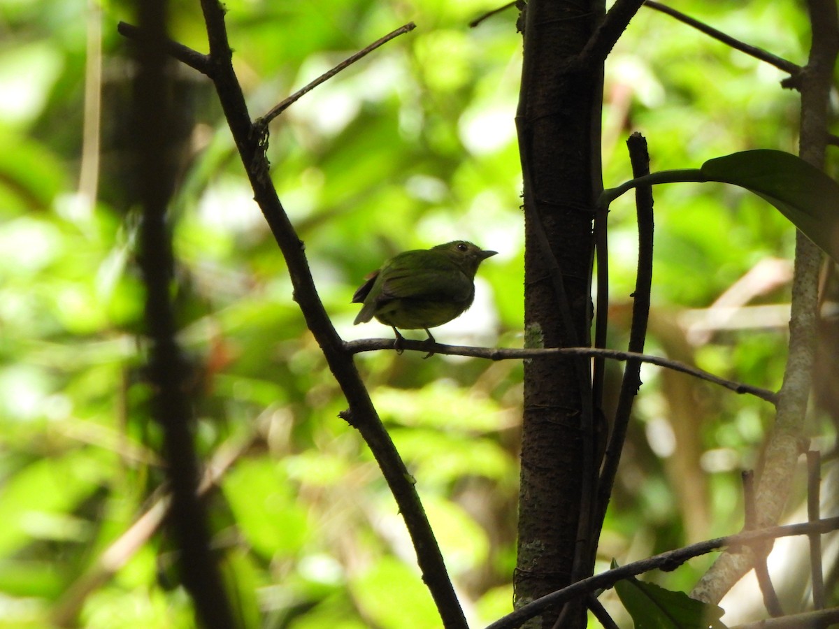 Blue-capped Manakin - ML646247741