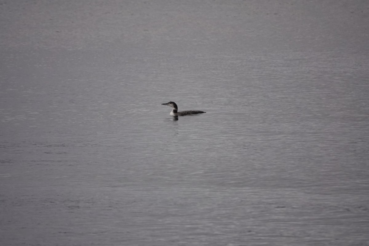 Common Loon - ML646247742