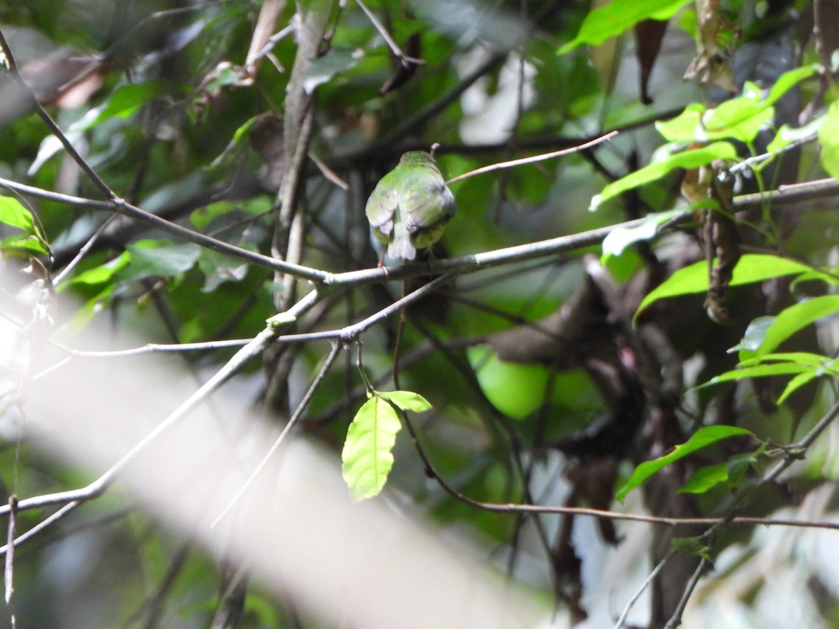 Blue-capped Manakin - ML646247743