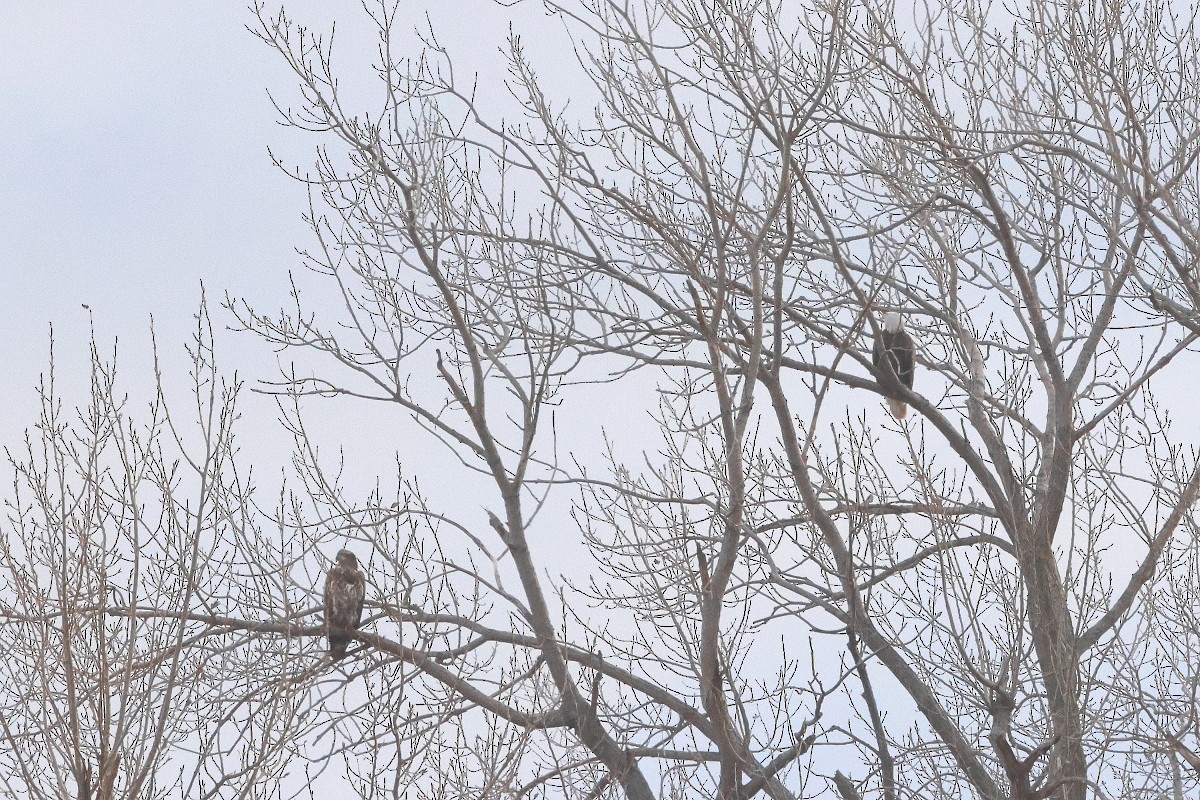 Bald Eagle - ML646247744