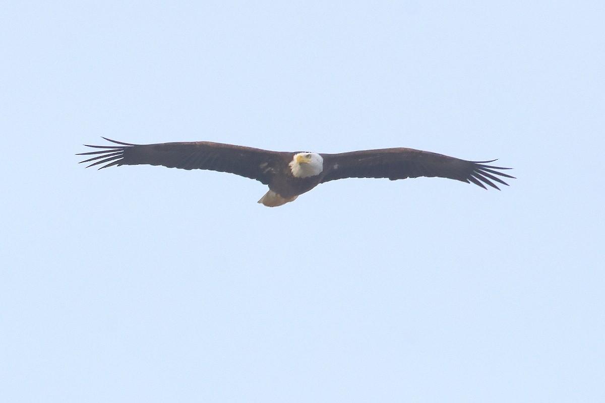 Bald Eagle - ML646247745