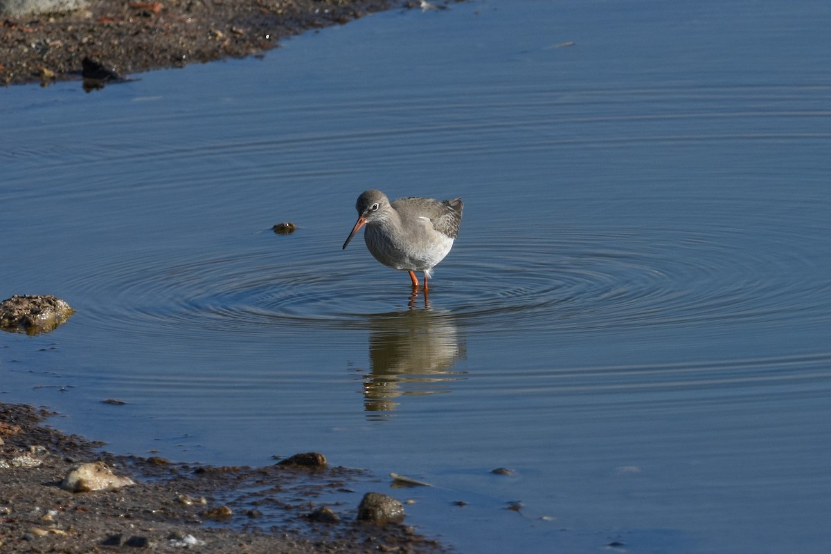Common Redshank - ML646247746