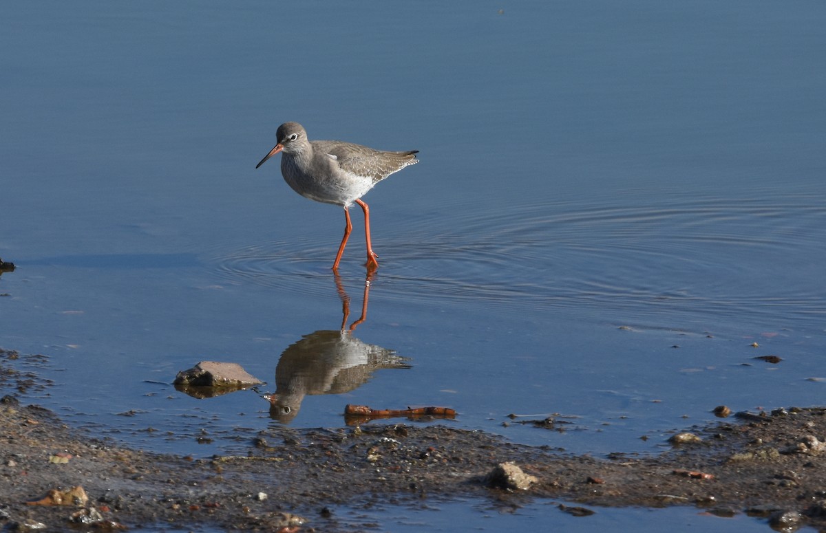 Common Redshank - ML646247747