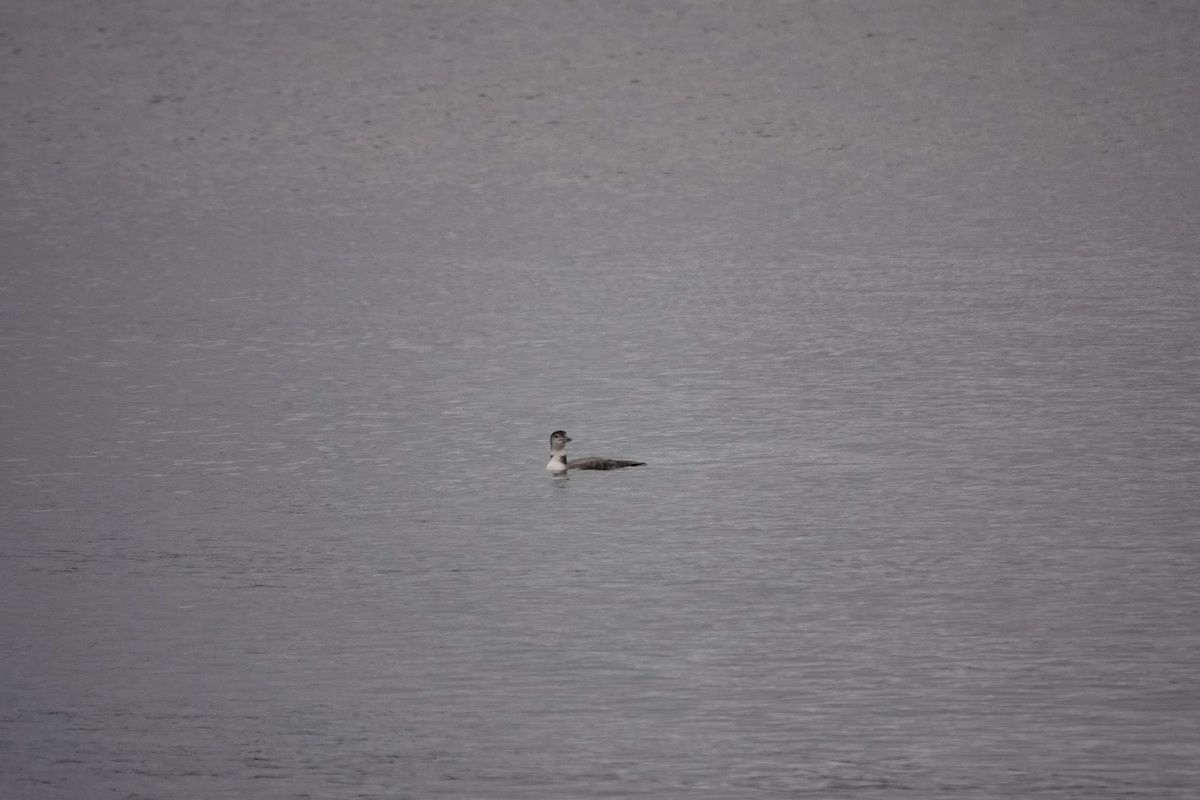 Common Loon - ML646247749