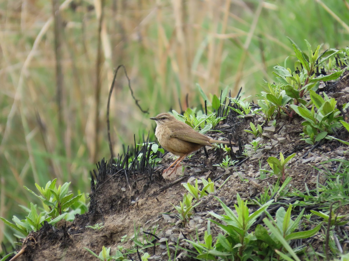 Yellow-tufted Pipit - ML646247750