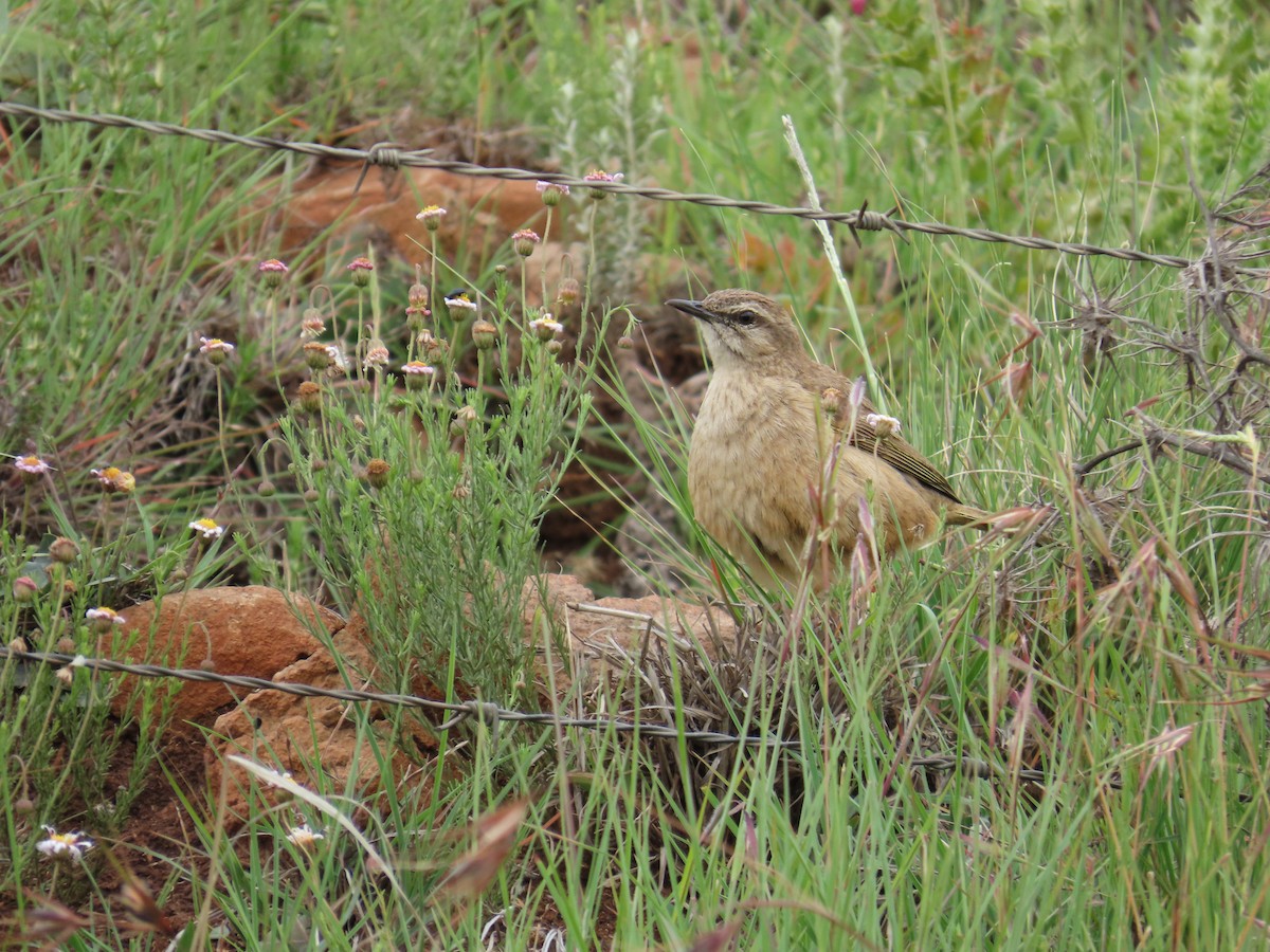 Yellow-tufted Pipit - ML646247751