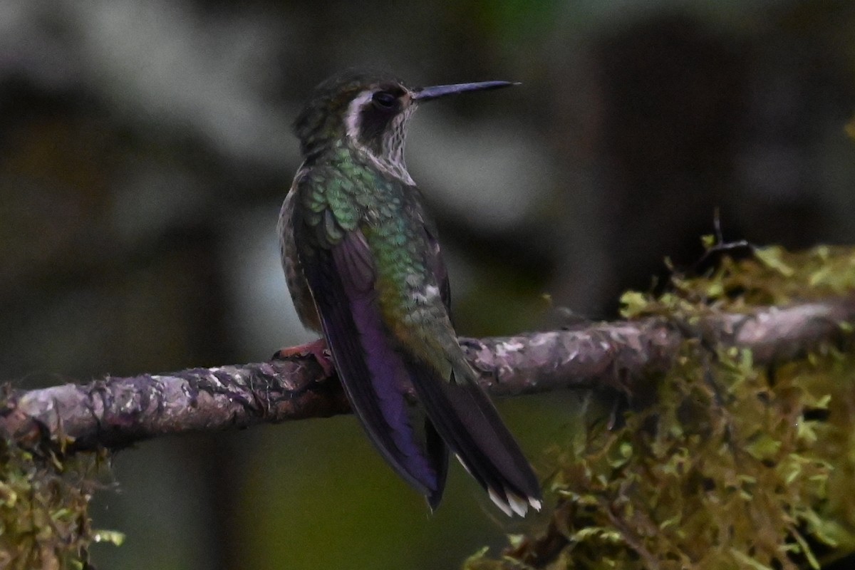 Speckled Hummingbird - ML646247752