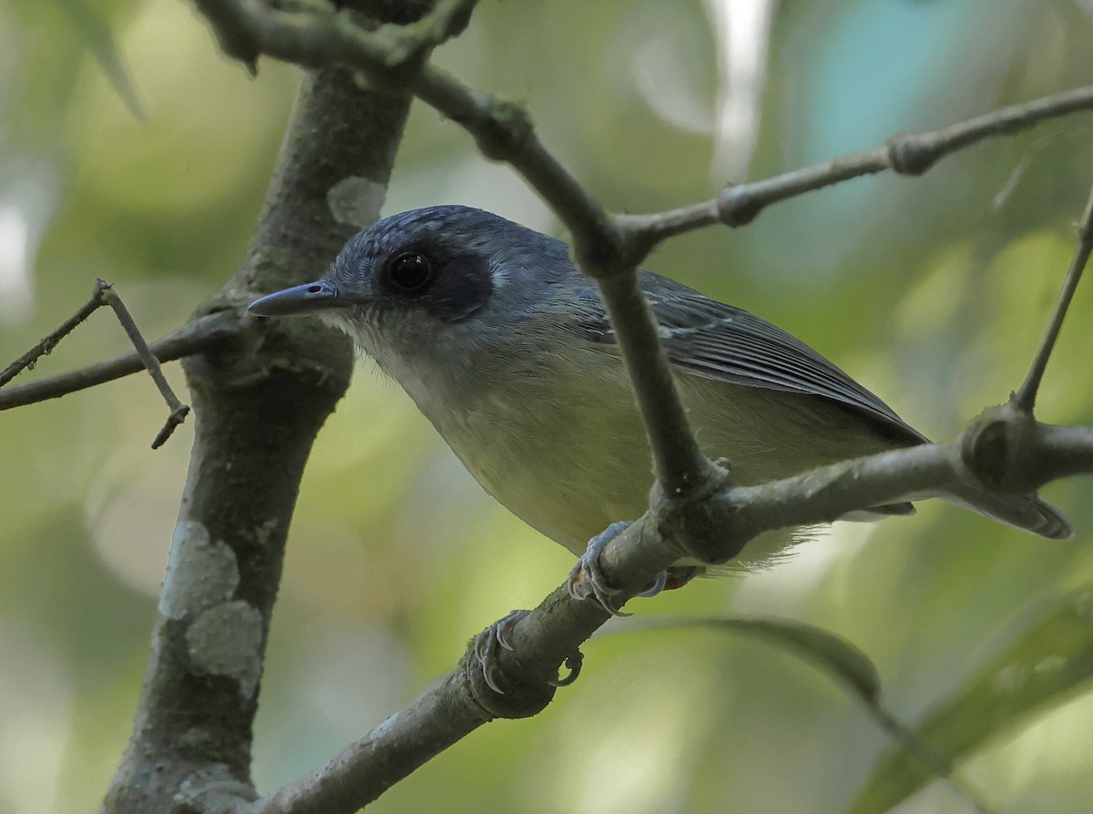Plain Antvireo - ML646247753