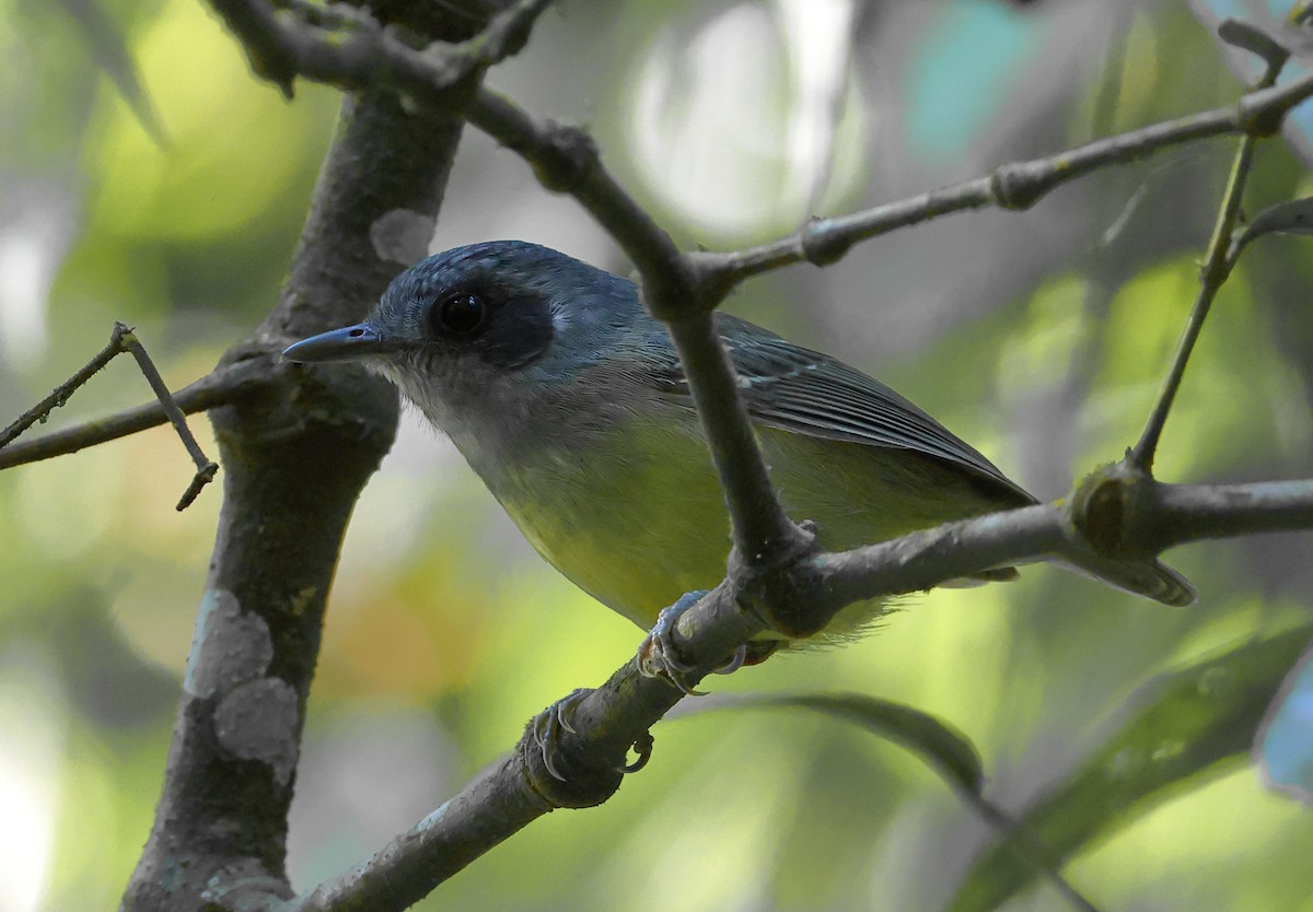 Plain Antvireo - ML646247754