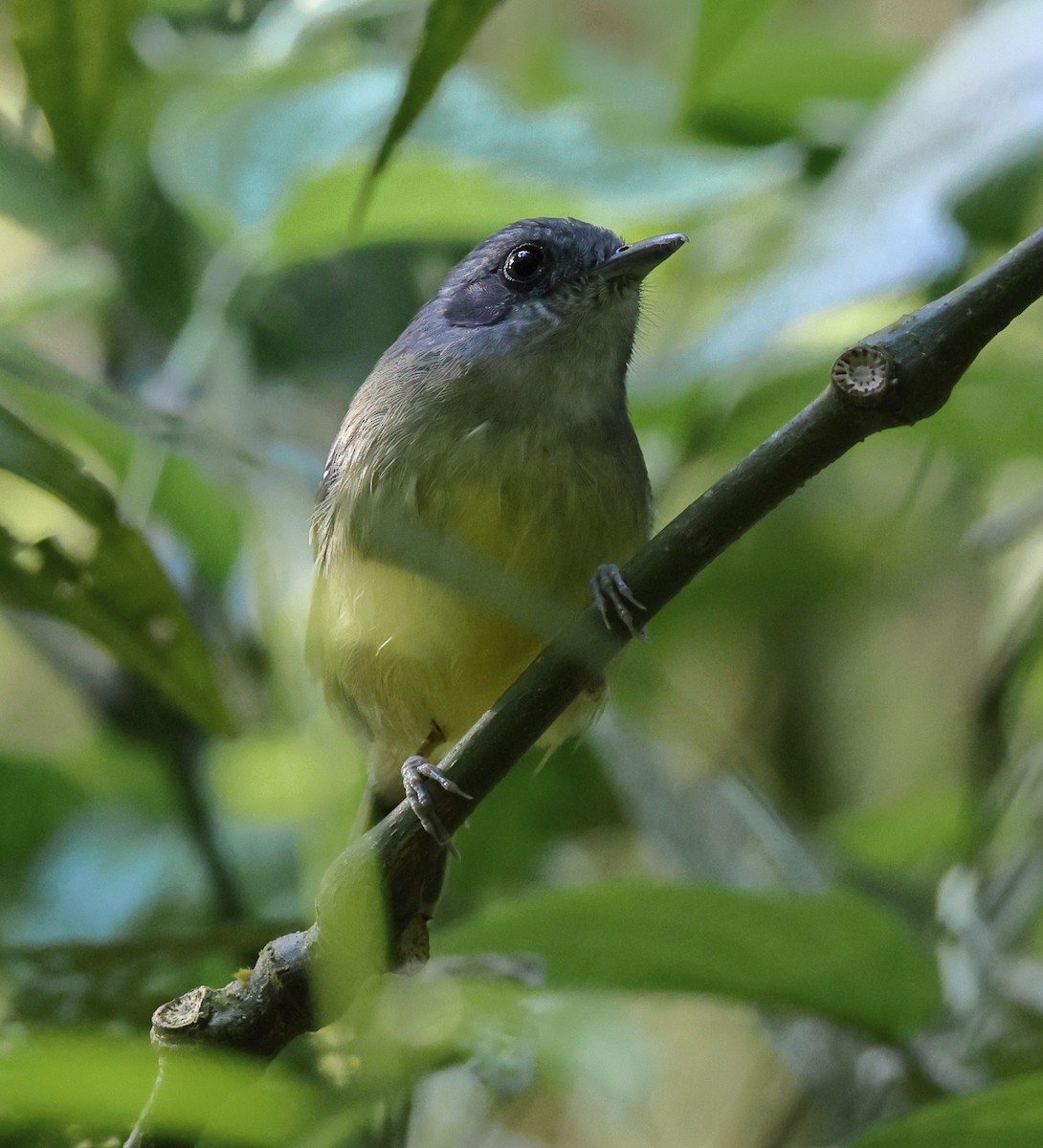 Plain Antvireo - ML646247755