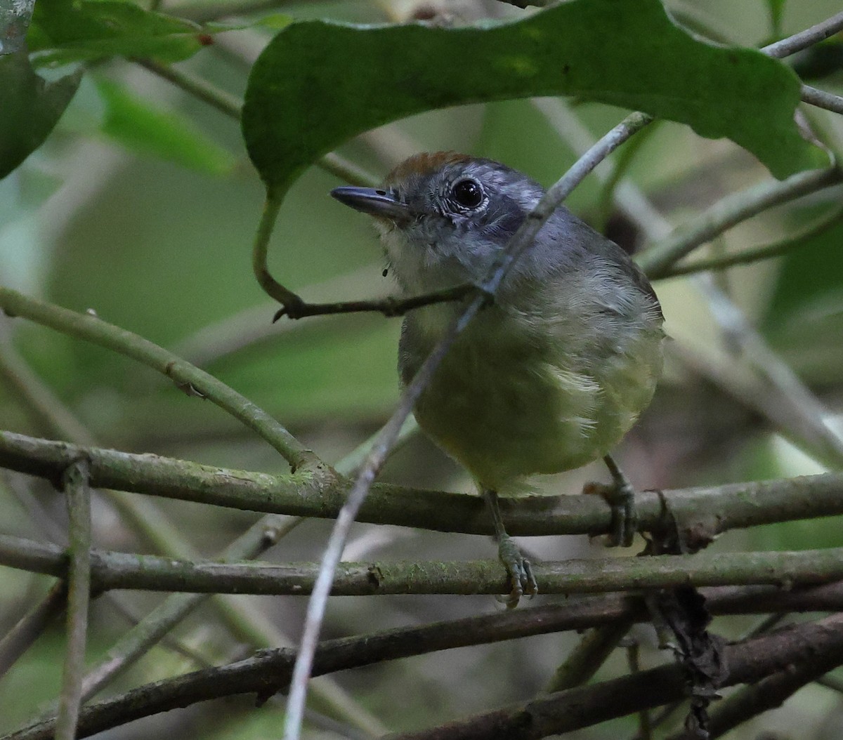 Plain Antvireo - ML646247756