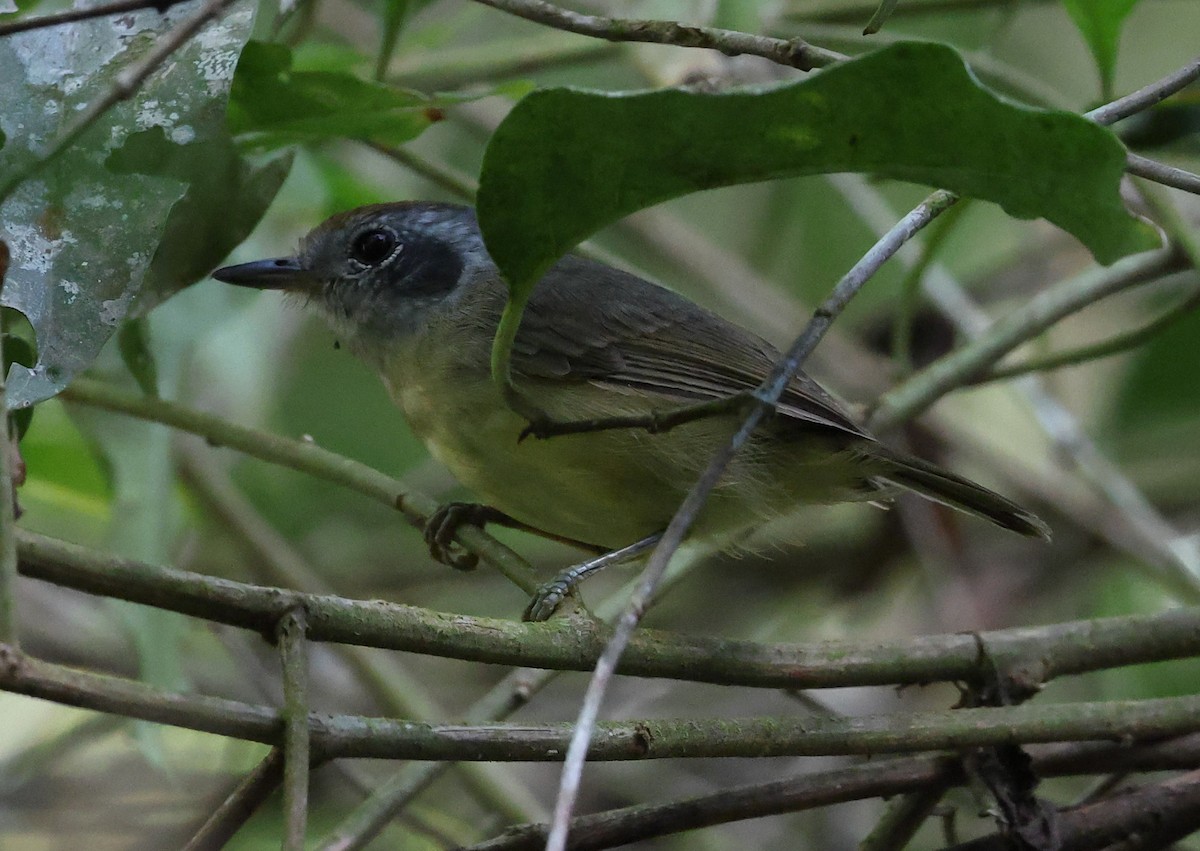 Plain Antvireo - ML646247757