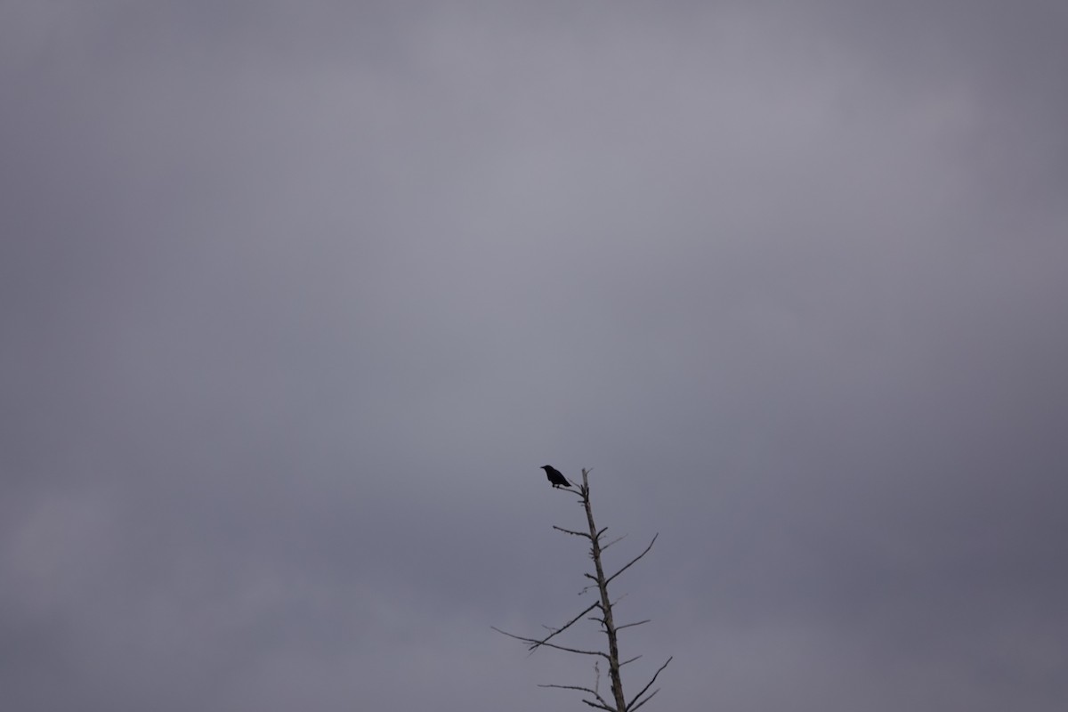 American Crow - ML646247758