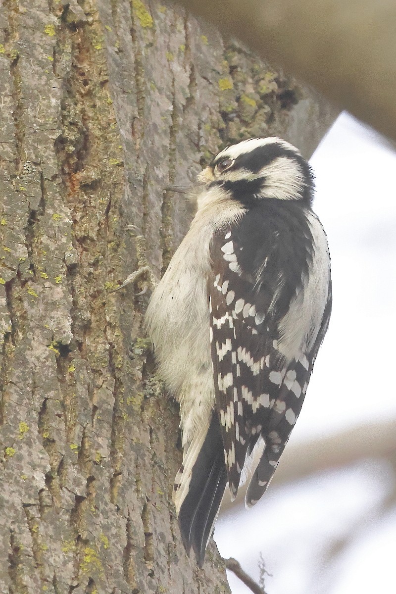 Downy Woodpecker - ML646247759