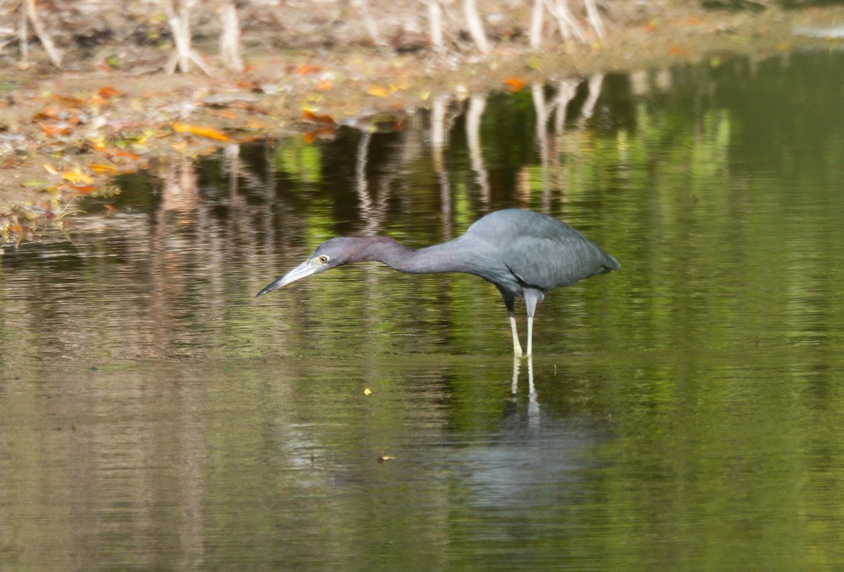Little Blue Heron - ML646247763