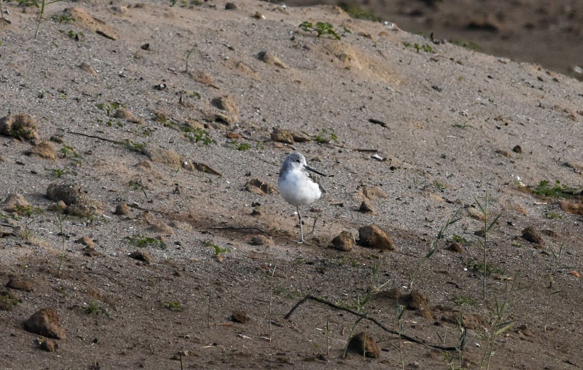 Common Greenshank - ML646247765