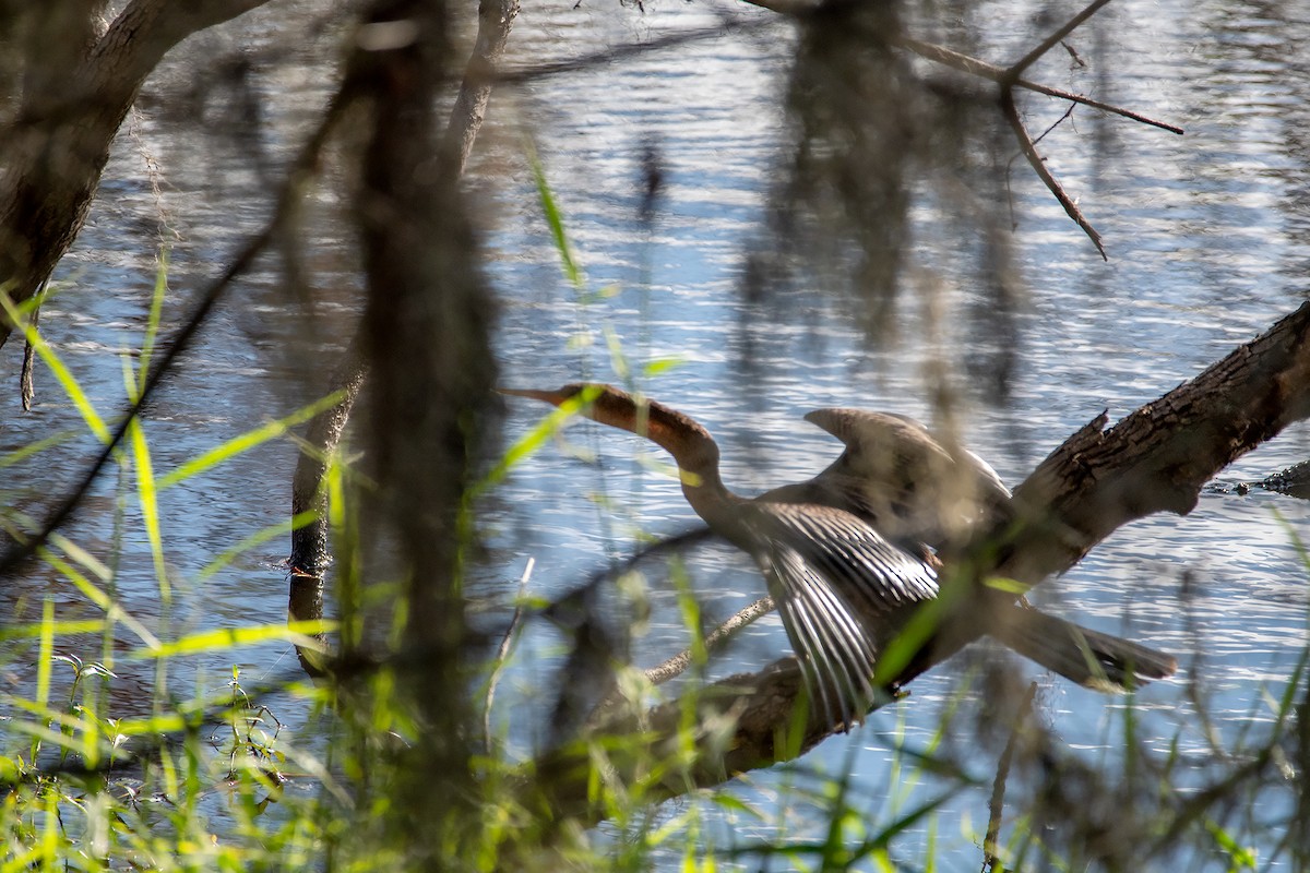 Anhinga - ML646247782