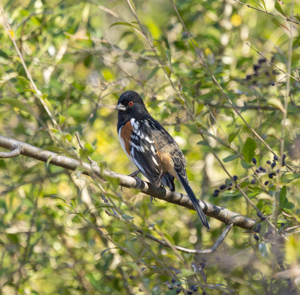 Spotted Towhee - ML646247785