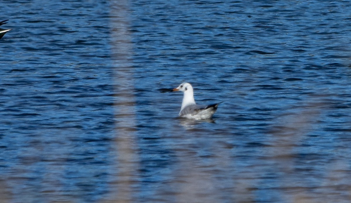 Slender-billed Gull - ML646247790