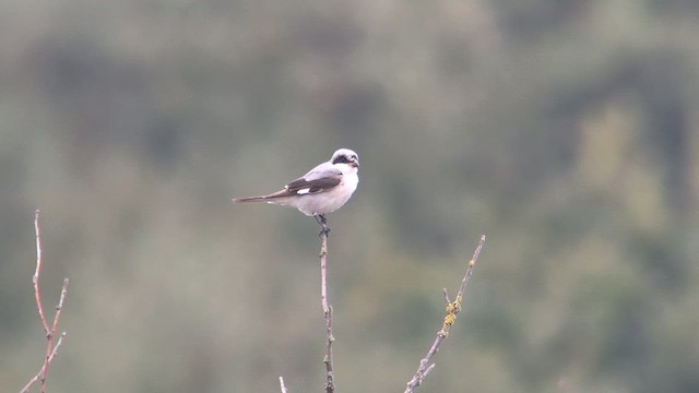 Lesser Gray Shrike - ML646247791