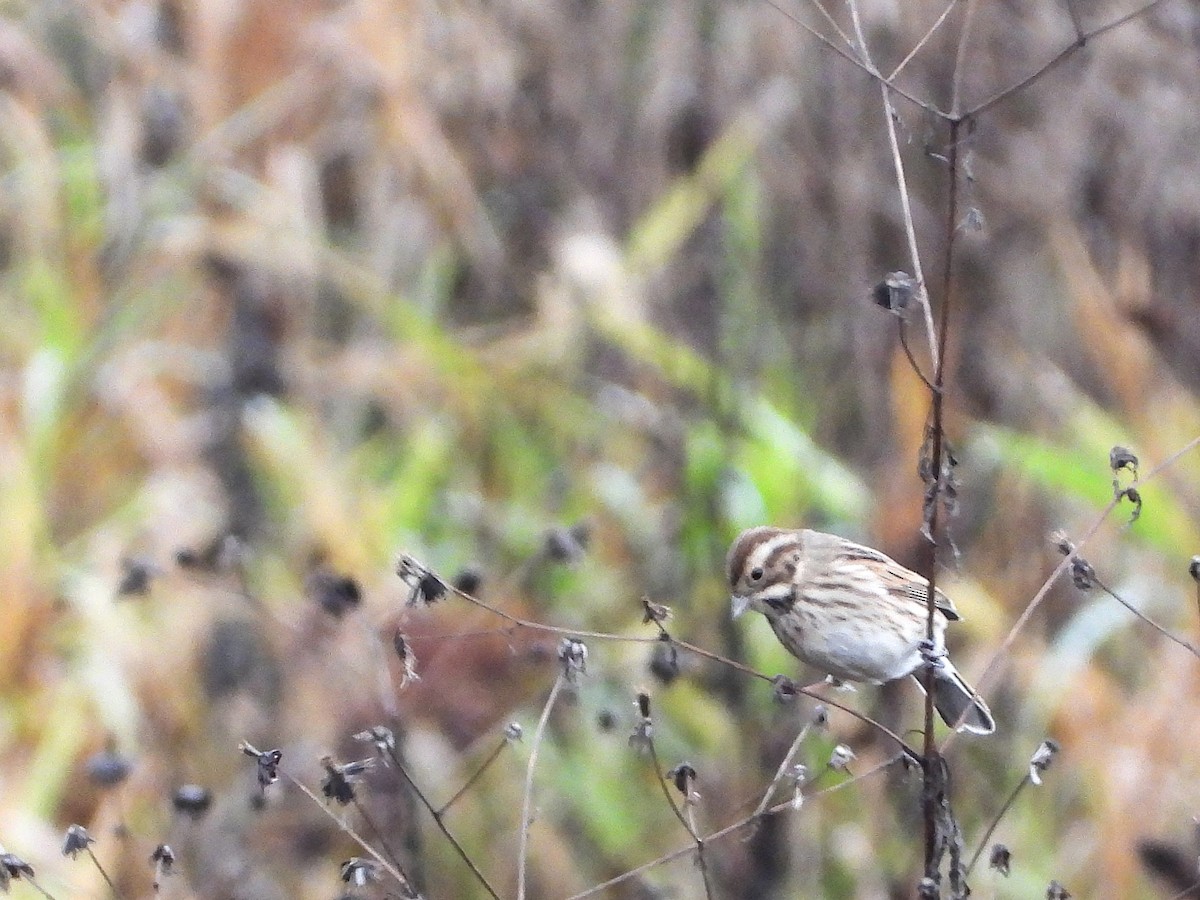 Reed Bunting - ML646247798