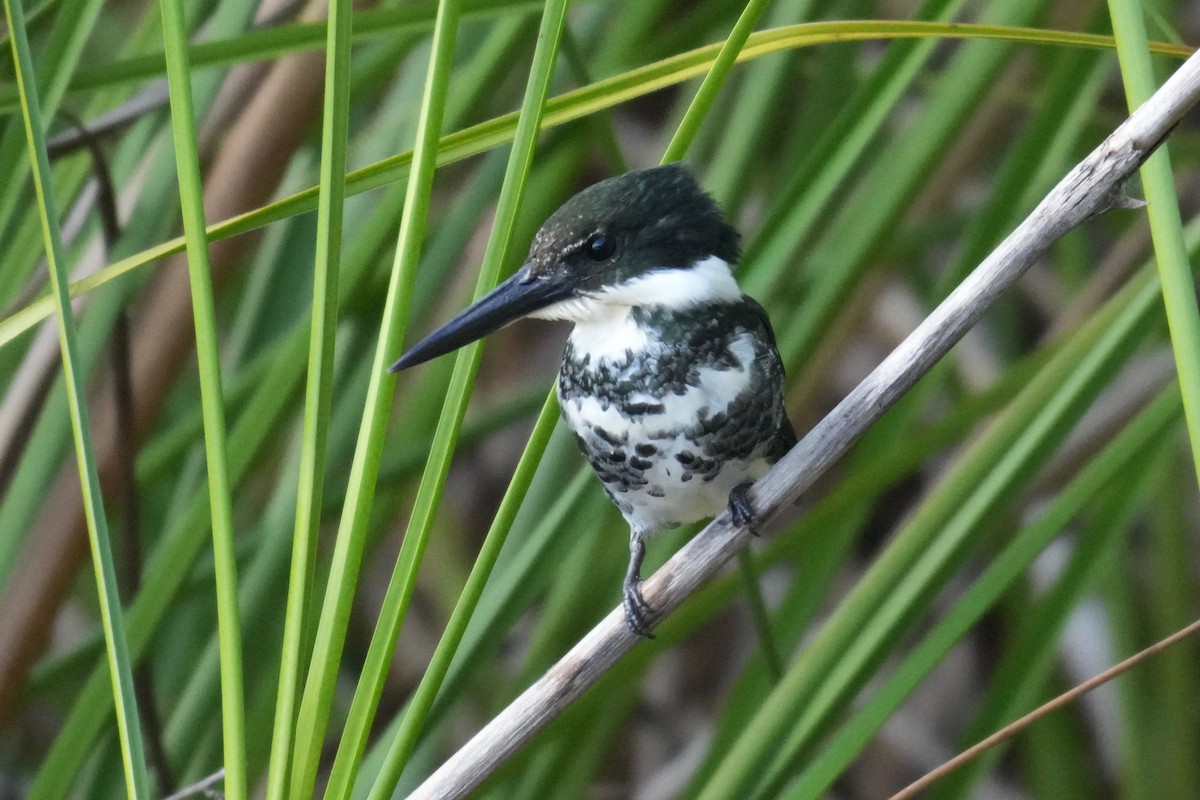 Green Kingfisher - ML646247804