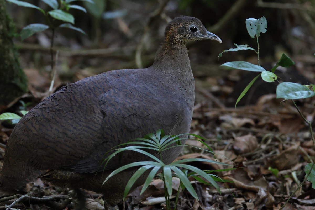 Solitary Tinamou - ML646247810