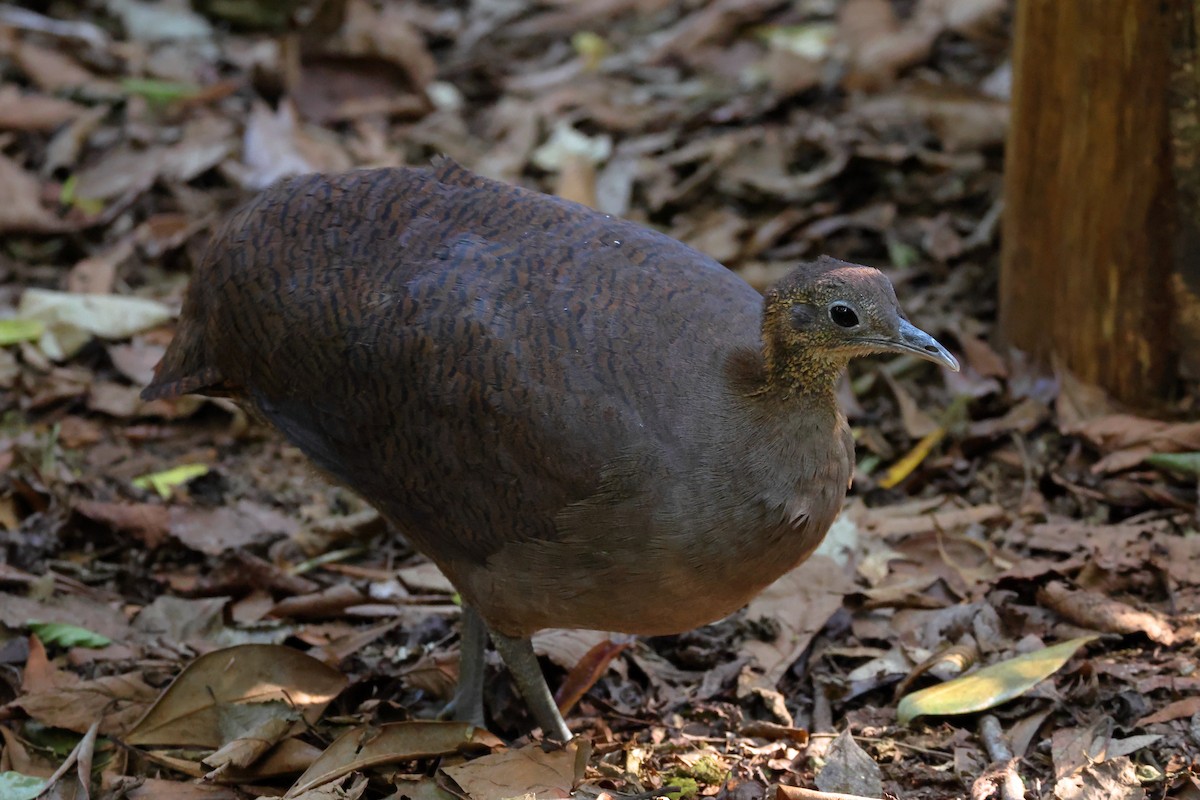 Solitary Tinamou - ML646247811