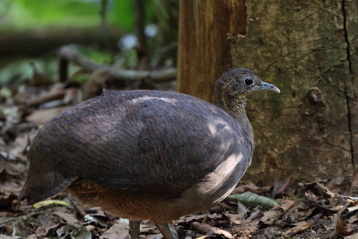 Solitary Tinamou - ML646247812