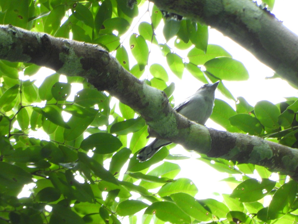 Black-capped Becard - ML646247814