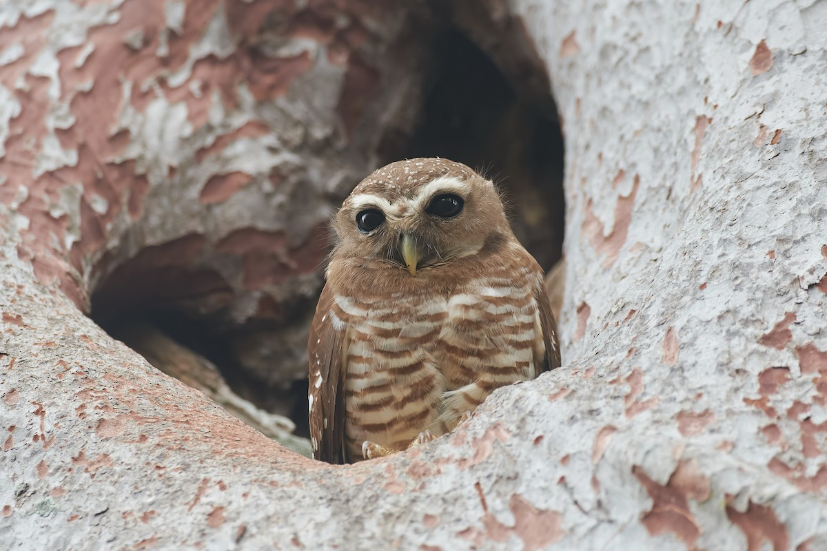 White-browed Owl - ML646247819