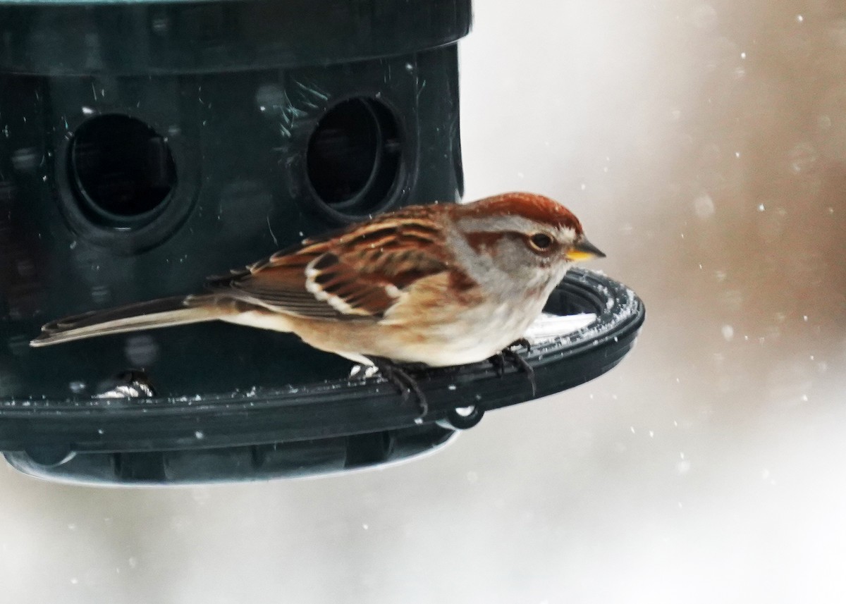American Tree Sparrow - ML646247821
