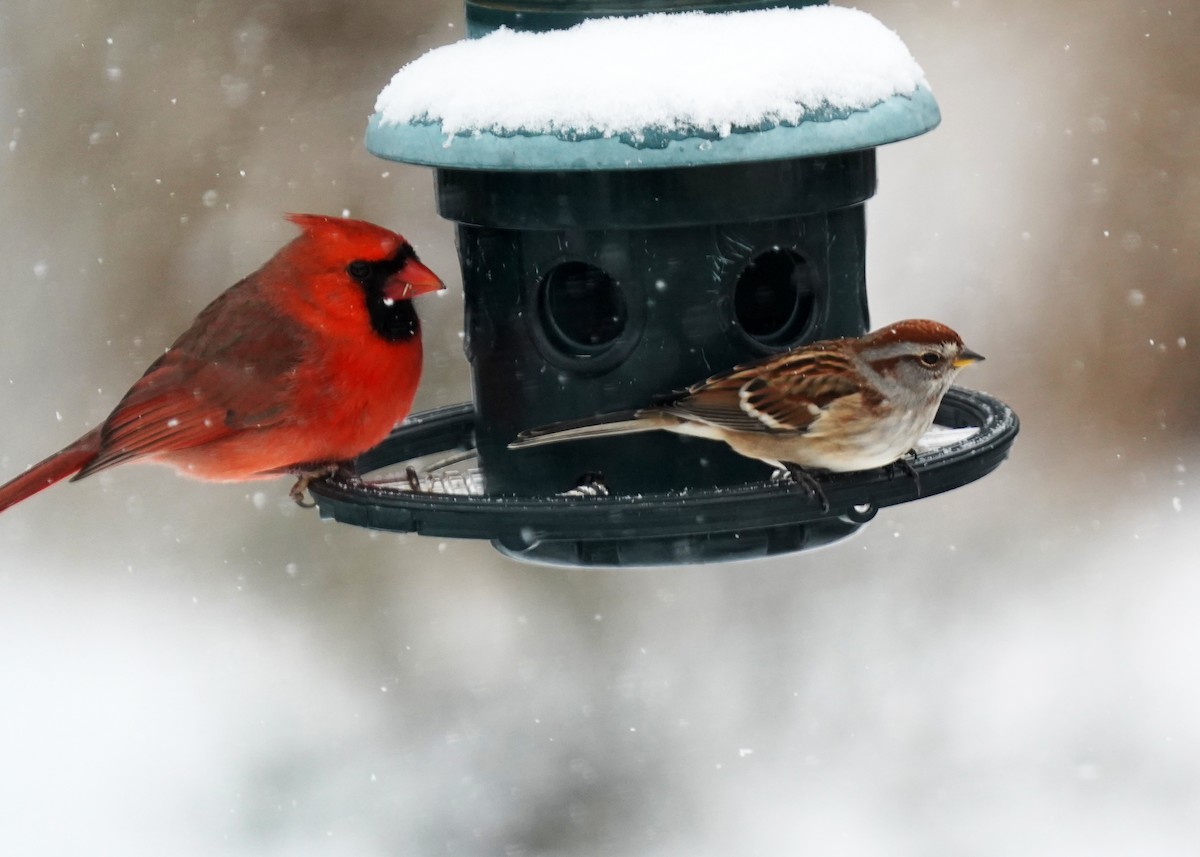 American Tree Sparrow - ML646247822