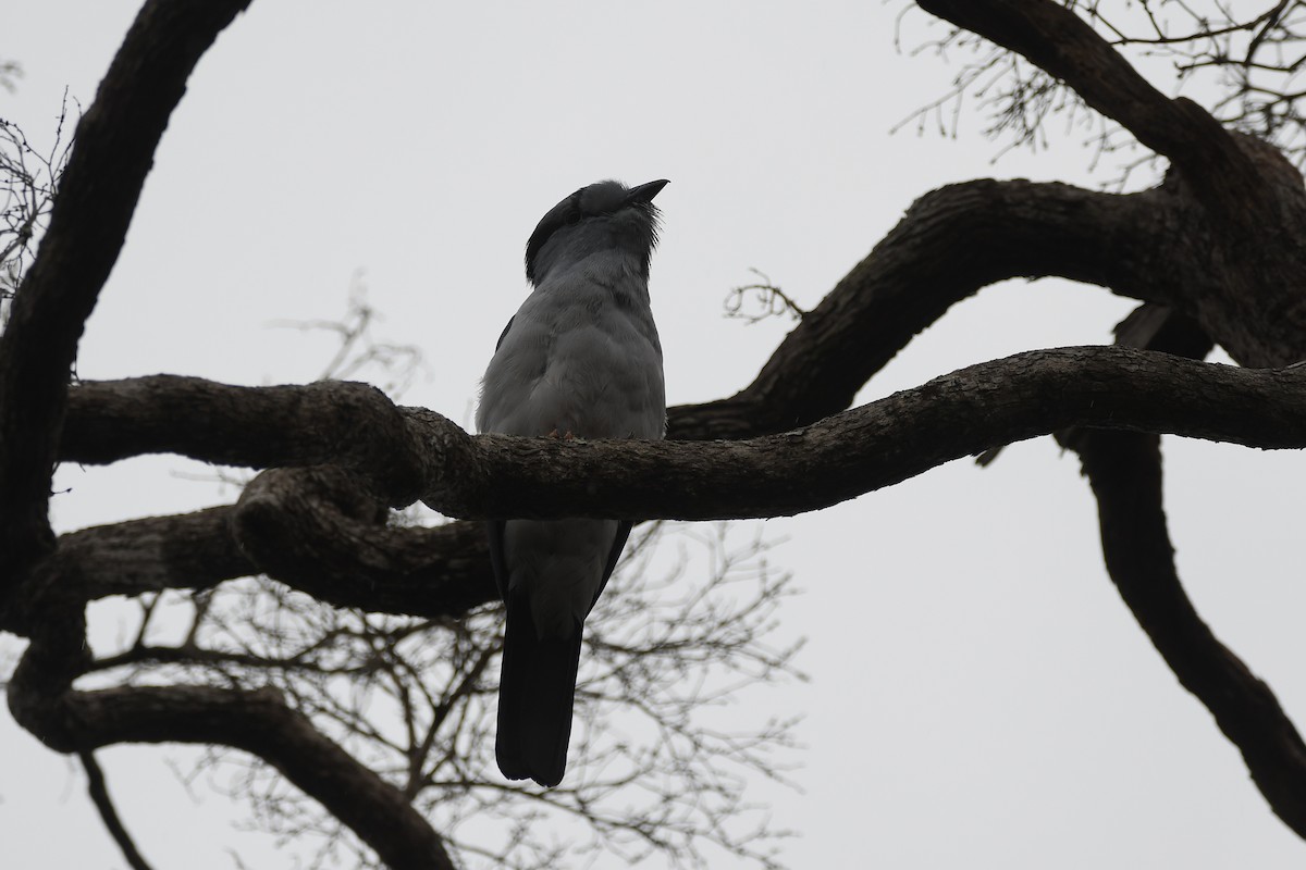 オオブッポウソウ - ML646247824