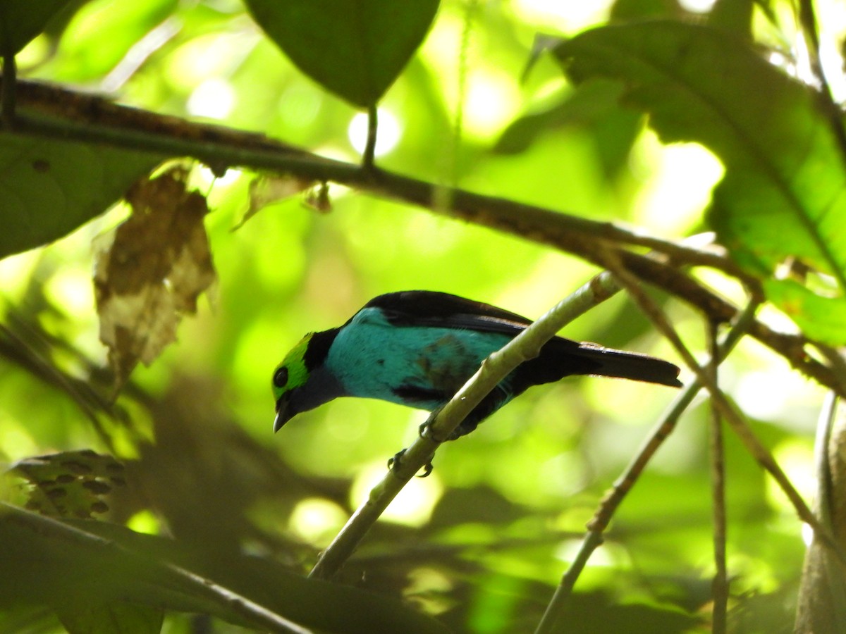 Siebenfarbentangare - ML646247830