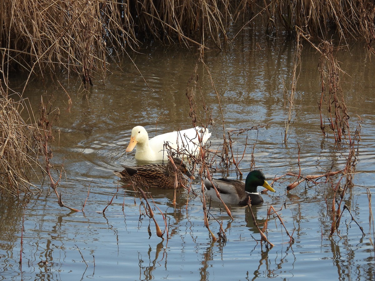 Mallard (Domestic type) - ML646247832