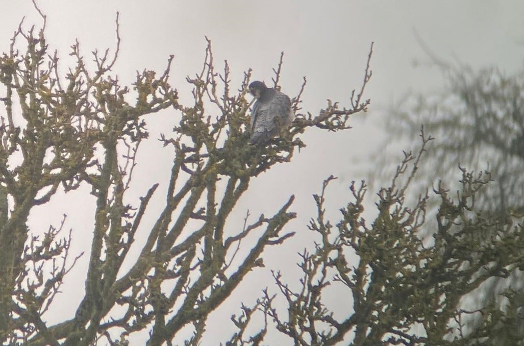 sokol stěhovavý - ML646247833