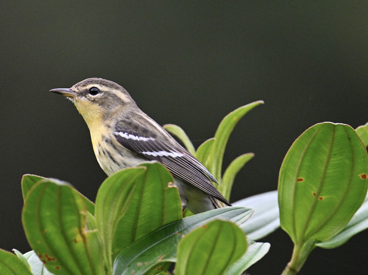 Reinita Gorjinaranja - ML646247842